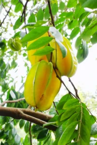 Averrhoa Carambola - Arkin v20 egarden.store online