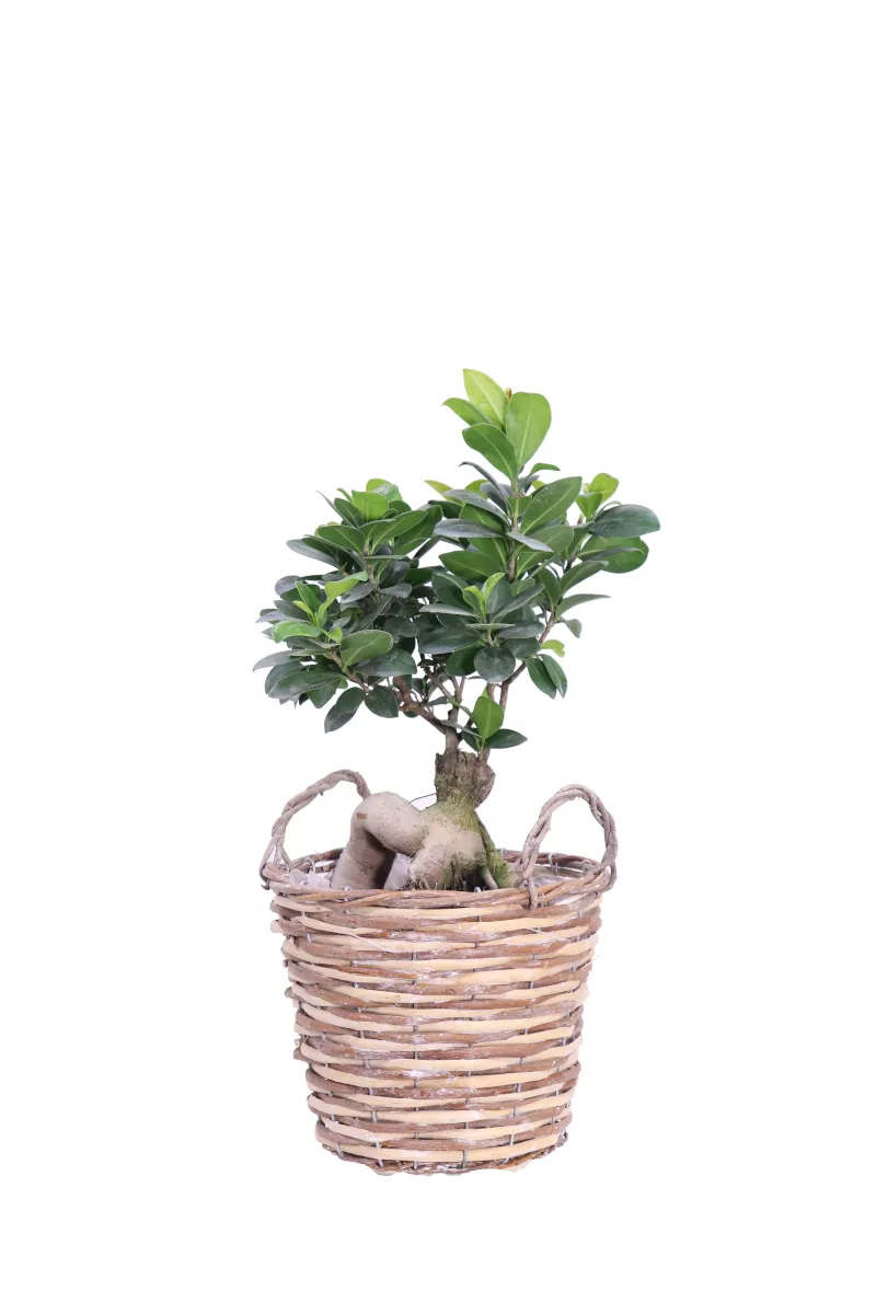 Bonsai Ficus Ginseng Vimini Round Willow Basket v20 egarden.store online