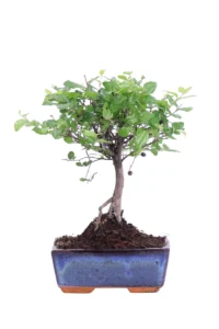 Bonsai Sageretia v15 egarden.store online