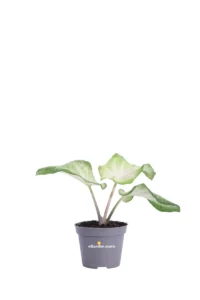 Caladio - Caladium White Buttefly v6 egarden.store online