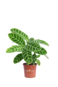 Calathea Zebrina v14 egarden.store online