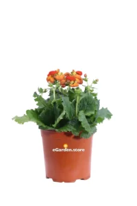 Calceolaria Arancione v15 egarden.store online