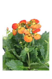 Calceolaria Arancione v15 egarden.store online