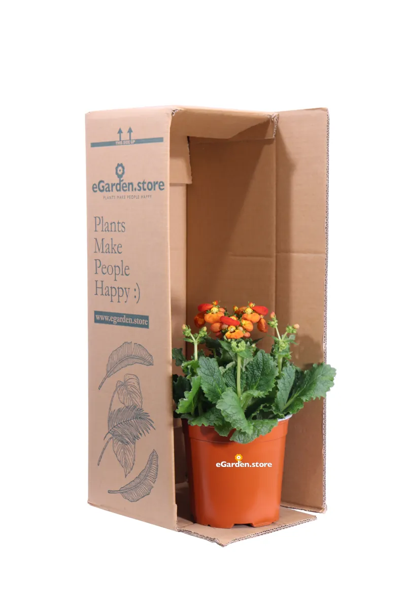 Calceolaria Arancione v15 egarden.store online