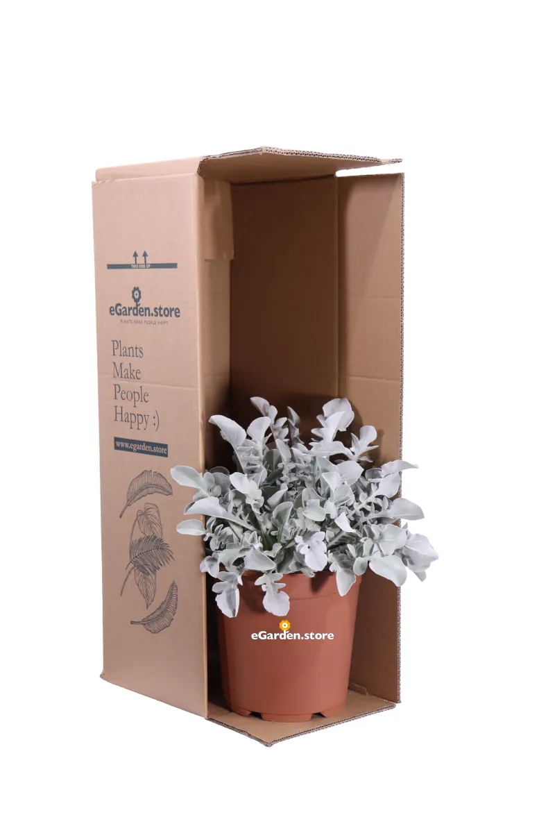 Centaurea Ragusina v24 egarden.store online