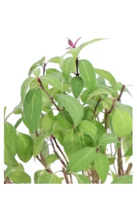 Cestrum Fasciculatum Newellii v24 egarden.store online