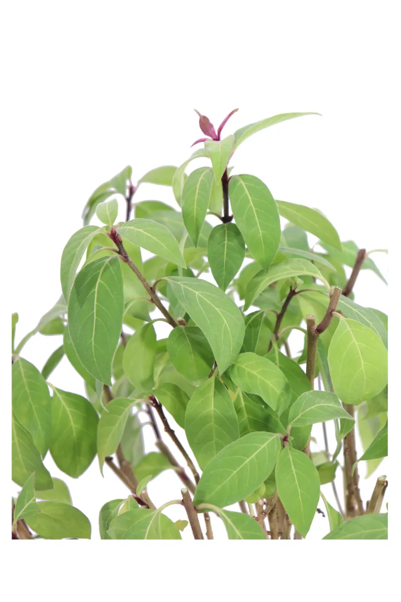 Cestrum Fasciculatum Newellii v24 egarden.store online