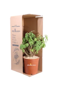 Cestrum Fasciculatum Newellii v24 egarden.store online
