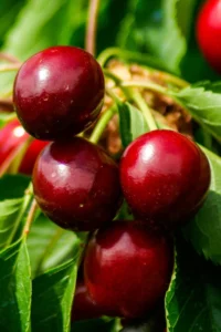 Ciliegio - Bigarreau Van v20 egarden.store online