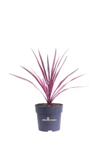 Cordyline Australis Pink Passion v17 egarden.store online