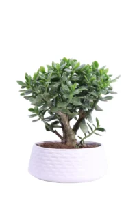 Crassula Ovata Magical Tree v22 egarden.store 1 Crassula Ovata Magical Tree v22 egarden.store online