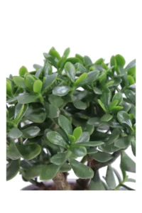 Crassula Ovata Magical Tree v22 egarden.store 2 Crassula Ovata Magical Tree v22 egarden.store online