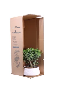 Crassula Ovata Magical Tree v22 egarden.store 3 Crassula Ovata Magical Tree v22 egarden.store online