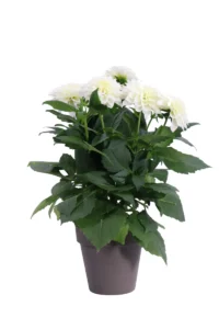 Dalia - Dahlia Bianca Like Sandstone v15 egarden.store online