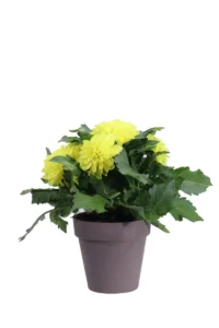 Dalia - Dahlia Gialla Like Sandstone v15 egarden.store 1 Dalia - Dahlia Gialla Like Sandstone v15 egarden.store online