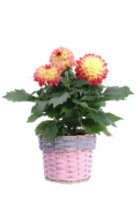 Dalia - Dahlia Giallo-Rosso Willow Round Short Pink v17 egarden.store 1 Dalia - Dahlia Giallo-Rosso Willow Round Short Pink v17 egarden.store online