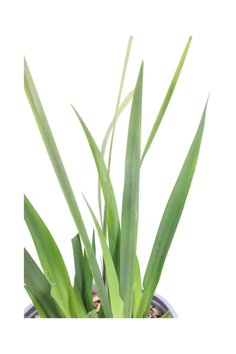 Dietes Iridioides v17 egarden.store online