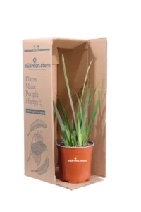 Dietes Iridioides v17 egarden.store online