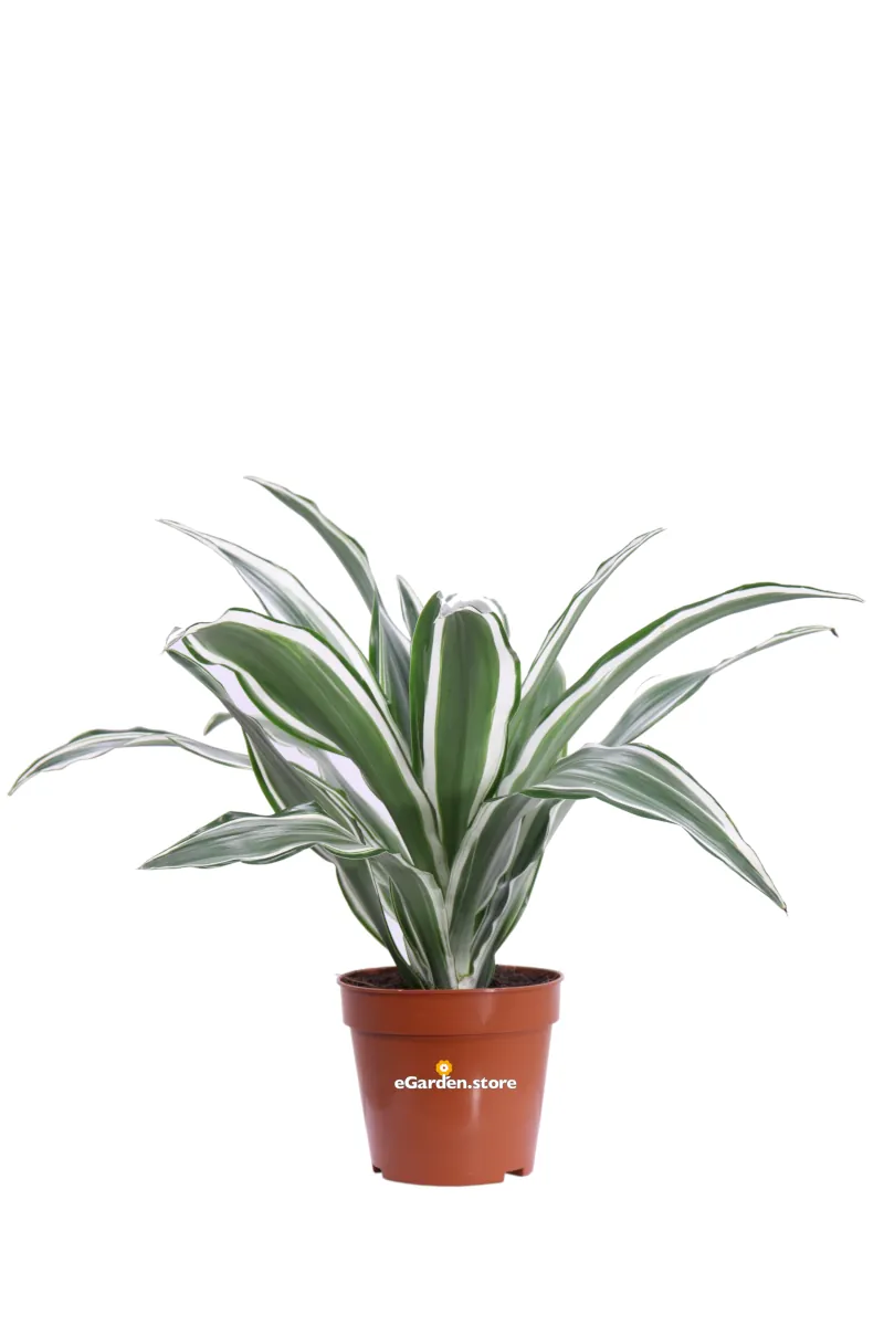 Dracena Fragrans White Jewel v12 egarden.store online