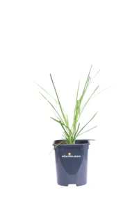 Erba Della Pampas - Cortaderia Selloana Pumila v13 egarden.store online