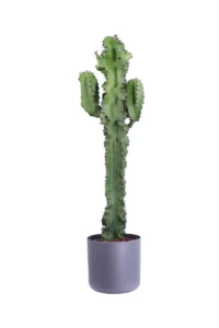 Euphorbia Eritrea Soft Round