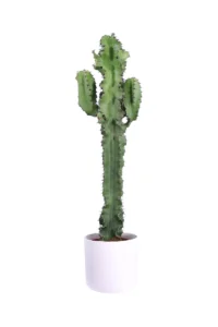 Euphorbia Eritrea Soft Round White v25 egarden.store online