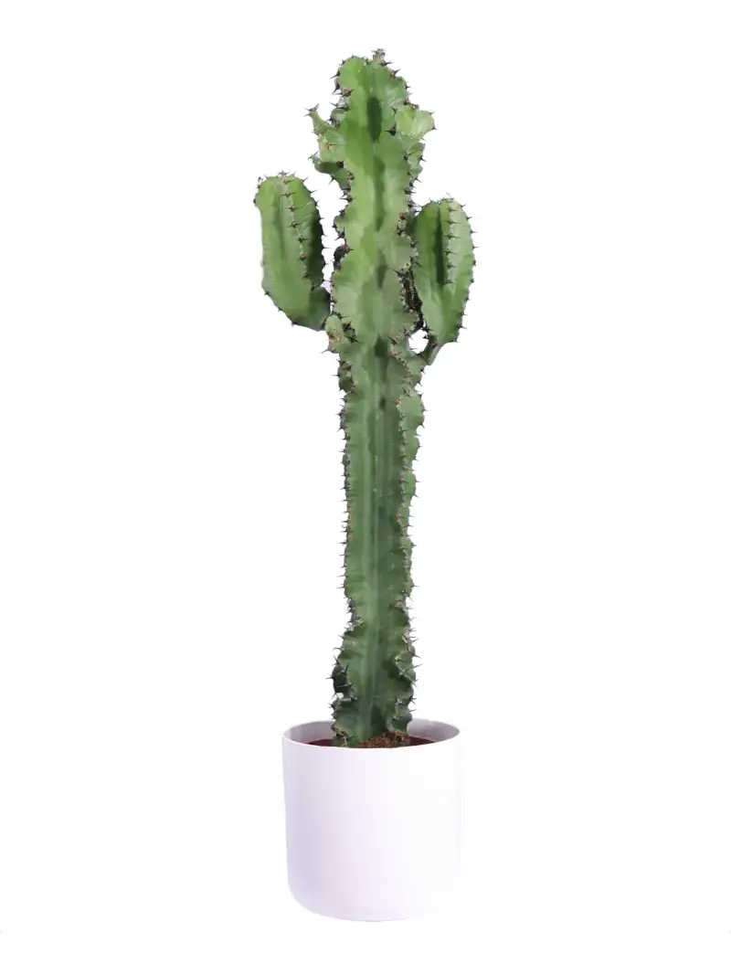 Euphorbia Eritrea Soft Round White v25 egarden.store online