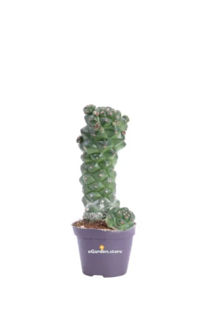 Euphorbia Ritchiei v6 egarden.store online