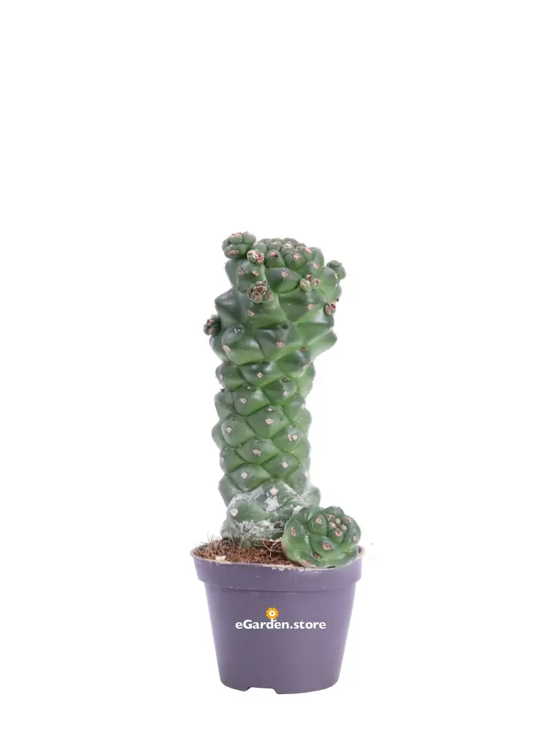Euphorbia Ritchiei v6 egarden.store online