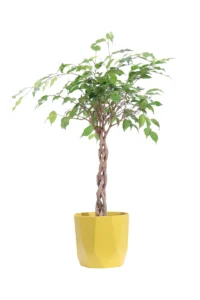 Ficus Benjamin Intrecciato Rock Ocra v18 egarden.store online