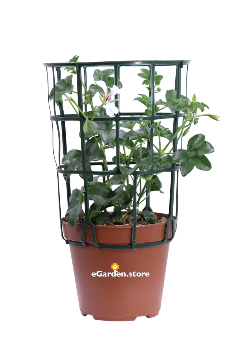 Geranio Parigino Bianco v14 egarden.store online