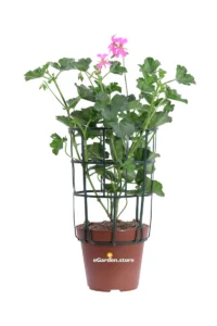 Geranio Parigino Fucsia v14 egarden.store online