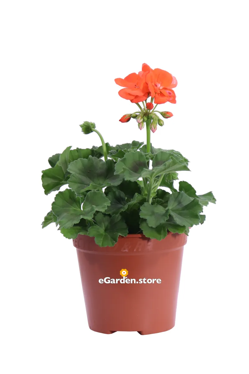 Geranio Zonale Arancione - Pelargonium v14 egarden.store online
