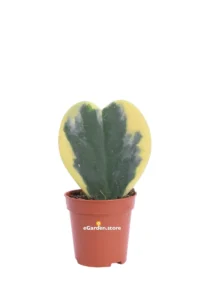 Hoya Kerrii Variegata v6 egarden.store online