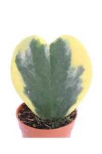 Hoya Kerrii Variegata v6 egarden.store online