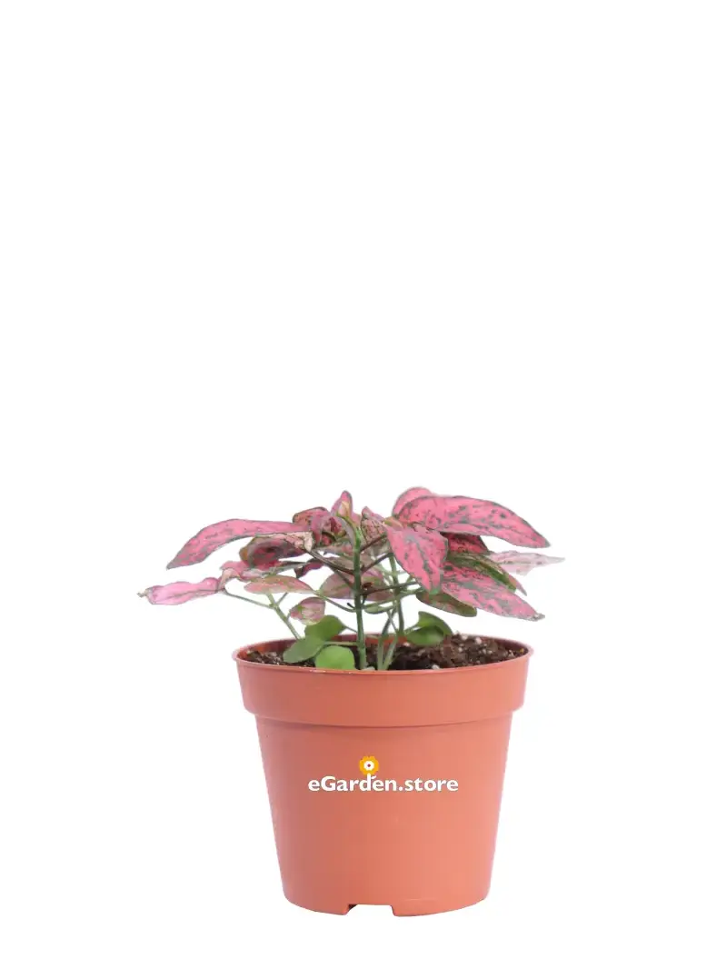 Hypoestes Phyllostachya Confetti Compcat Red v8 egarden.store online