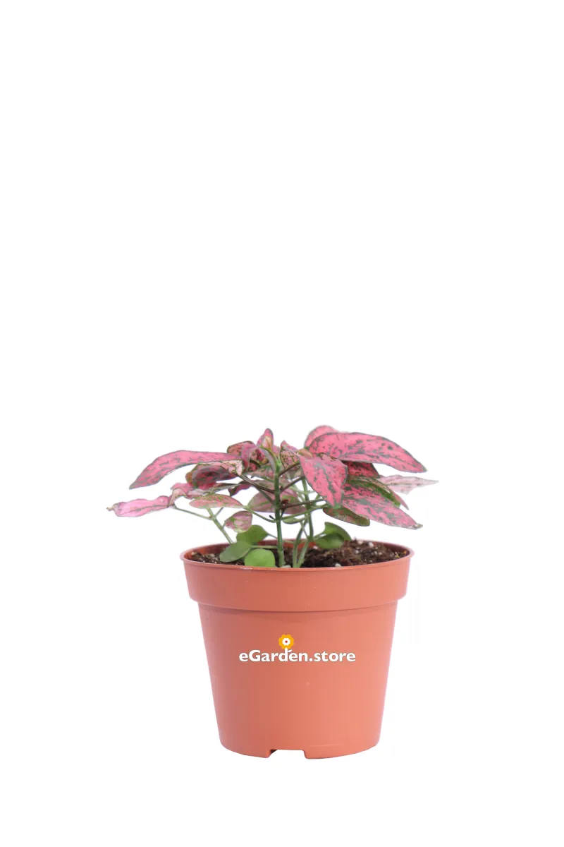 Hypoestes Phyllostachya Confetti Compcat Red v8 egarden.store online