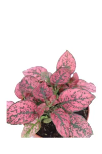 Hypoestes Phyllostachya Confetti Compcat Red v8 egarden.store 2 Hypoestes Phyllostachya Confetti Compcat Red v8 egarden.store online