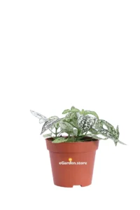 Hypoestes Phyllostachya Confetti Compcat White v8 egarden.store online