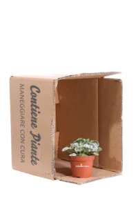 Hypoestes Phyllostachya Confetti Compcat White