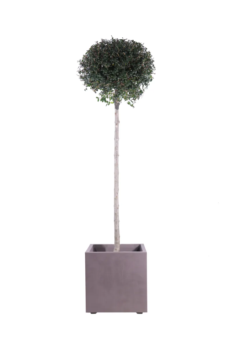 Ligustro - Ligustrum Jonandrum Sfera Cubo Millennium Sandstone v39 egarden.store 1_1 Ligustro - Ligustrum Jonandrum Sfera Cubo Millennium Sandstone v39 egarden.store online