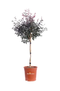 Loropetalum Chinense Black Pearl Alberello v24 egarden.store online
