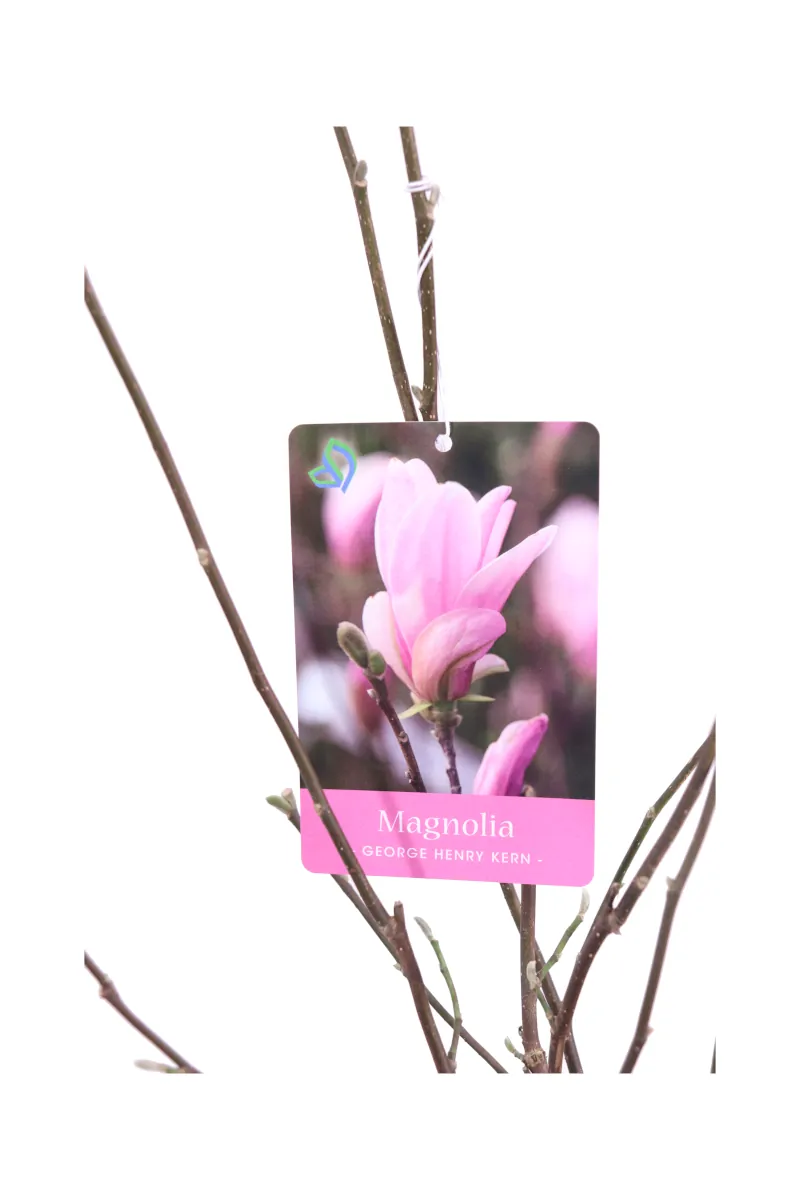 Magnolia Stellata George Henry Kern v21 egarden.store online