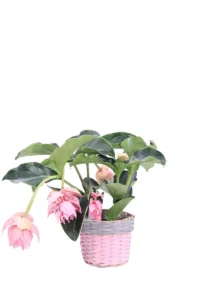 Medinilla Magnifica Flamenco Willow Short Round Pink v20 egarden.store online