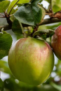 Melo Renetta Bianca v20 egarden.store 1 Melo Renetta Bianca v20 egarden.store online