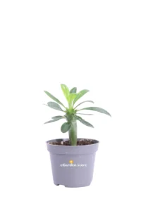 Pachypodium Lamerei v6 egarden.store 1 Pachypodium Lamerei v6 egarden.store online