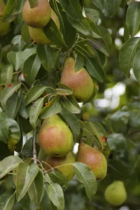 Pera Cannella v20 egarden.store online