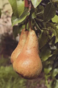 Pera Kaiser v20 egarden.store online