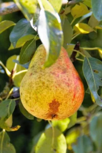 Pera San Pietro v20 egarden.store online