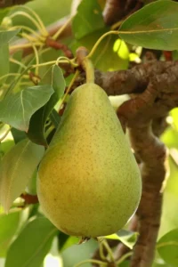 Pera Santa Maria v20 egarden.store online